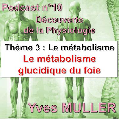 11. Le métabolisme glucidique du foie