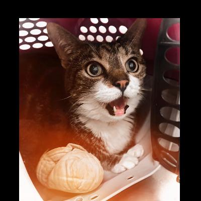 1st official episode 🦁