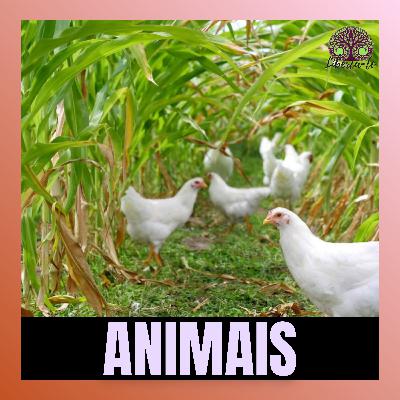 Ep.11 - "Agricultura e Animais"