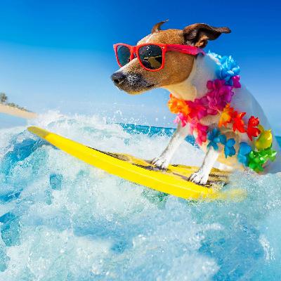 The Magical World Of Surfing 11 Barrel Waves and Barrel Rolls