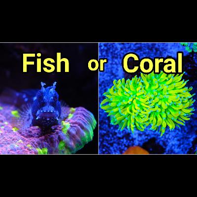 New Tank! Will I Focus on Fish or Corals? The Prestige Reef Dork Show Ep 115