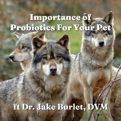 Importance of Probiotics For Your Pet ft Dr Jake Burlet DVM