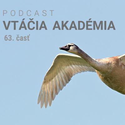 Prečo vtákom prekáža nadzemné elektrické vedenie? Prečo vtákom prekáža nadzemné elektrické vedenie?