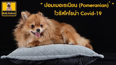 ปอมเมอเรเนียน (Pomeranian) กับไวรัสโคโรน่าที่มาจากเจ้าของ  The Cutedog’s Podcast EP 14 ปอมเมอเรเนียน (Pomeranian) กับไวรัสโคโรน่าที่มาจากเจ้าของ  The Cutedog’s Podcast EP 14