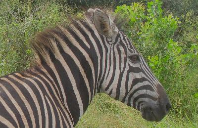 Charm and authoritarianism in the 21st century Charm and authoritarianism in the 21st century