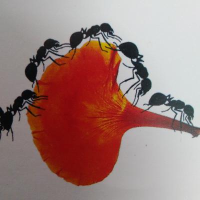 Ser learns to fly Story by vinitha, read by Benazir