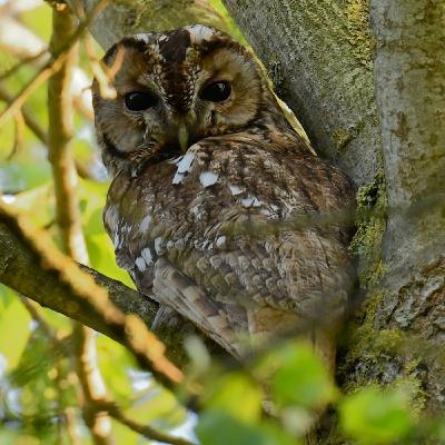La chouette hulotte, reine de la nuit
