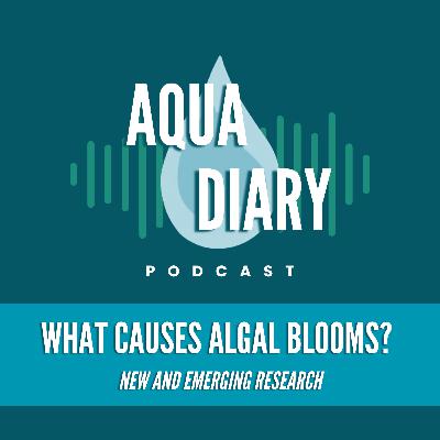 What Causes Algal Blooms? What Causes Algal Blooms?