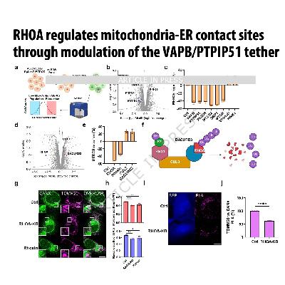 351-RHOA调控线粒体-内质网接触位点 351-RHOA调控线粒体-内质网接触位点