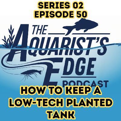 Effortless Green - How To Build A Low-Tech Planted Tank That Stays Low-Maintenance
