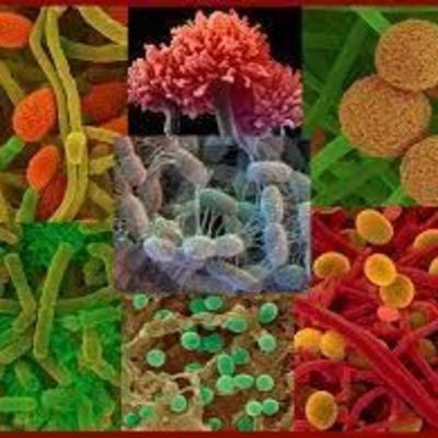 SOS 519 - SOIL BIOLOGY AND ECOLOGY