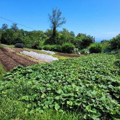 Nout ter, nout zasiet : vers la sécurité sociale de l'alimentation de Saint-Denis Nout ter, nout zasiet : vers la sécurité sociale de l'alimentation de Saint-Denis