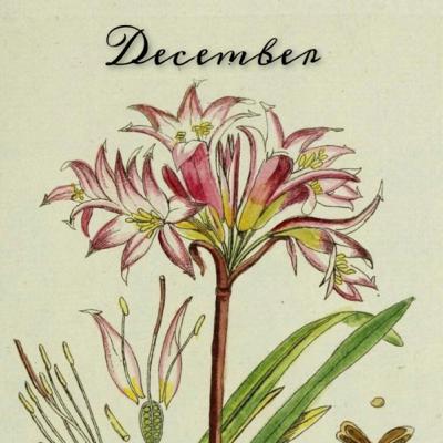 #polskipodcast #sezonnakwiaciarnie #florystyka #inspiracje #trandy #Niderlandy #polska #polskipodcast #sezonnakwiaciarnie #florystyka #inspiracje #trandy #Niderlandy #polska