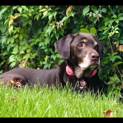 Antes de comprar un perro: Mira esto primero Antes de comprar un perro: Mira esto primero