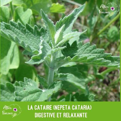 La cataire (Nepeta cataria) - digestive et relaxante