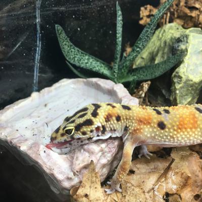 Should you have a water dish for Leopard geckos?