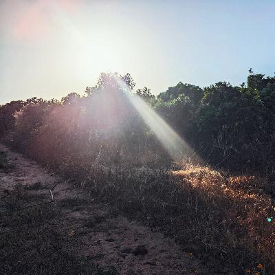 Summer Yoga Nidra - Finding Ease and Pleasure