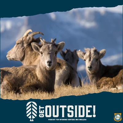 Bighorn Sheep Ewe Hunting