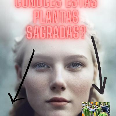 Poderosas plantas Sagradas Poderosas plantas Sagradas