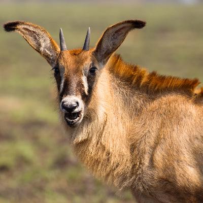Wild Diaries - June Updates from Around the World - Part 2