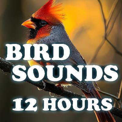 Bird Sounds in Spring Air - 12 Hours of Nature Flow