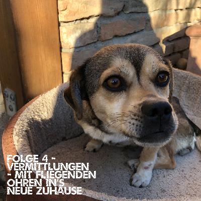 Folge 4: Mit fliegenden Ohren in das neue Zuhause - Vermittlungen