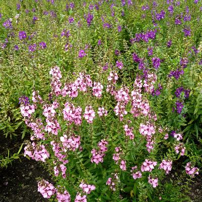 Kenneth Rogoff on Dollar Dominance