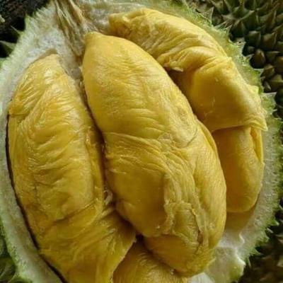 Episode 39 : Ga Suka = Minta Dipaksa