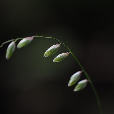 【1-4】「雑草に隠れた美しき戦略　イネ科VS草食動物」〜種の存続をかけた進化の合戦〜