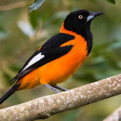 Campo troupial or Campo oriole Campo troupial or Campo oriole