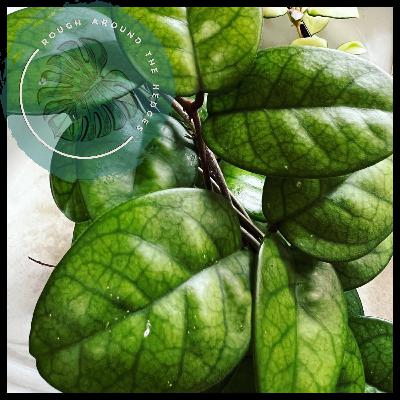 EP102-Spotting Bad Plant Advice