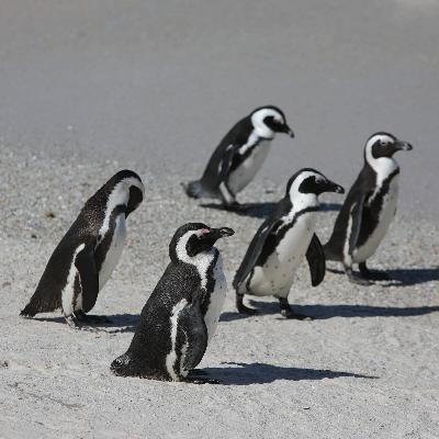 Klimawandel & Überfischung: Südafrikas Pinguine verhungern Klimawandel & Überfischung: Südafrikas Pinguine verhungern