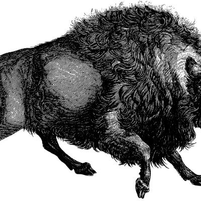A Buffalo Named Rosebud the Longstemmed