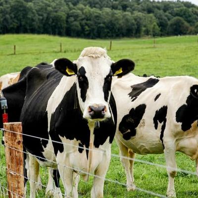 Suspected Bluetongue outbreak