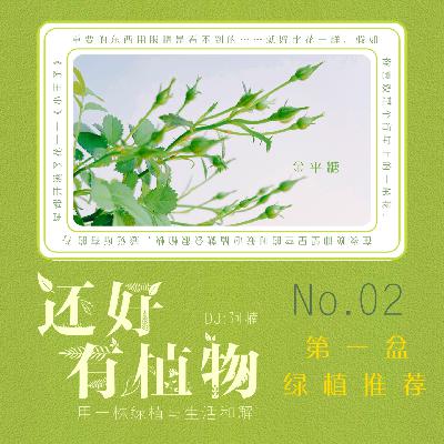 Vol.02新手花友的第一盆绿植推荐 Vol.02新手花友的第一盆绿植推荐