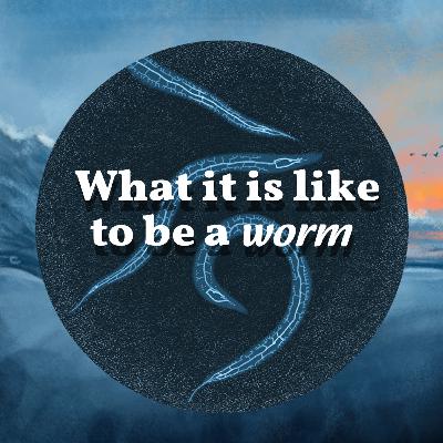 What It's Like To Be A Worm What It's Like To Be A Worm
