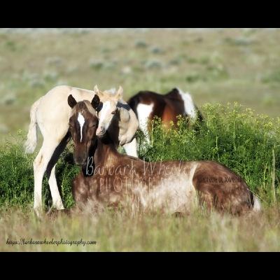 Barbara Wheeler: Photographer of Wild Horses