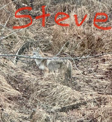 Episode 15:  Steve is a Wild One