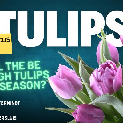 2025 Tulip Forecast: Will the poor bulb harvest impact availability, quality, and prices?