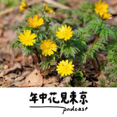 フクジュソウと銭湯と胃カメラ【#41】