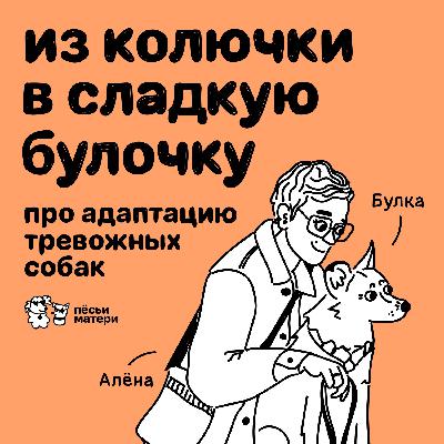 Из колючки в сладкую булочку. Про адаптацию тревожных собак