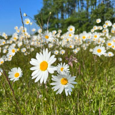 Slaapt Jezus? Slaapt Jezus?