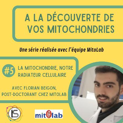 ADM #5 - La mitochondrie, notre radiateur cellulaire, avec Florian Beignon