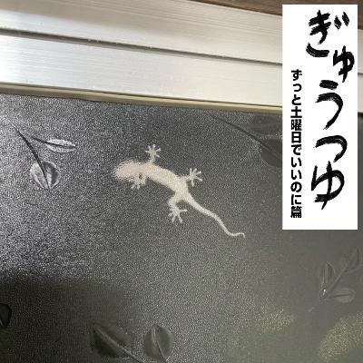 #35~インドからハゲ薬を密輸くん~※ビデオポッドキャスト