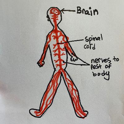 Episode 2: The Nervous System
