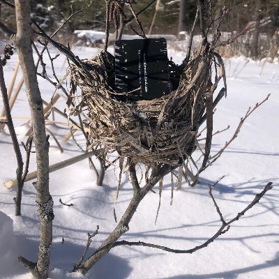 Ep. 281 : Red-winged Blackbird Nest in Algonquin Park Ep. 281 : Red-winged Blackbird Nest in Algonquin Park