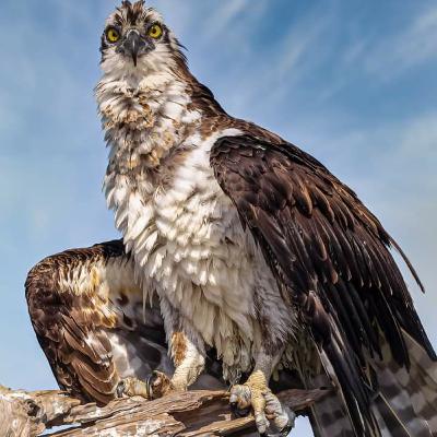 Reconoce una verdadera profecía