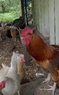 Epiaode #203 How to tell a Hen from a Rooster 🐔