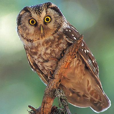 El Mochuelo Boreal, con Gorka Belamendia