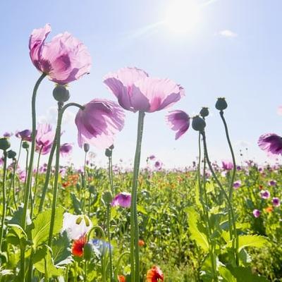 What On Earth Is "Biophilia"?